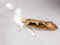 Rhigognostis incarnatella